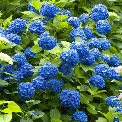 4 in. Hydrangea Nikko Blue (4-Pack)