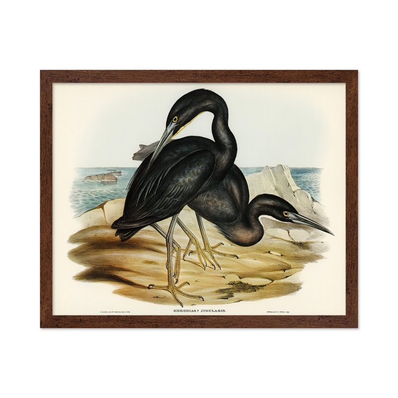 Héron récif bleu, 18"H x 24"W, Poster, Brown Framed