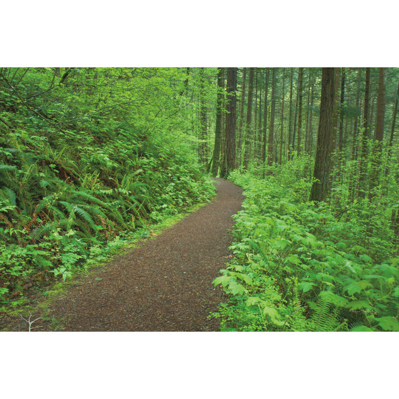 Hiking Trail In Columbia River Gorge I by Alan Majchrowicz - Wrapped Canvas Painting, 81cm H x 122cm W