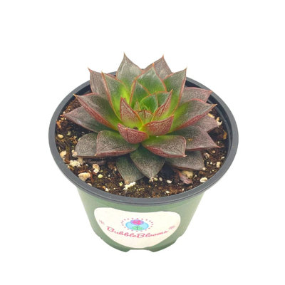 Echeveria Purpusorum, 4 Inch