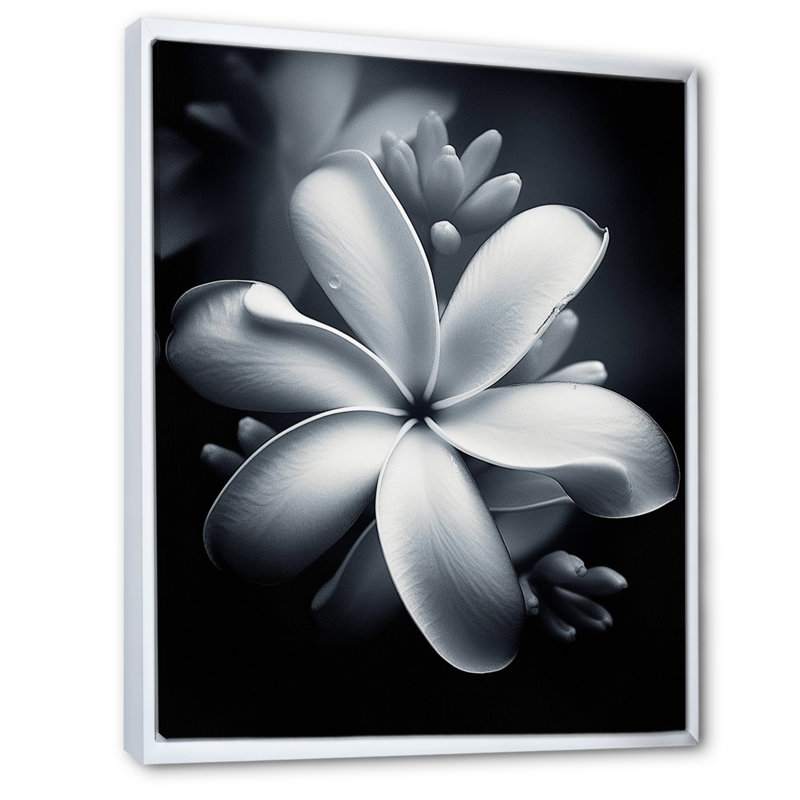 Blanc et noir exotique Plumeria Bloom II, H 20 po x l 12 po x P 1 po, Cadre flottant blanc