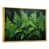 Gold Floater Framed