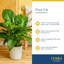 Peace Lily in Ceramic Planter