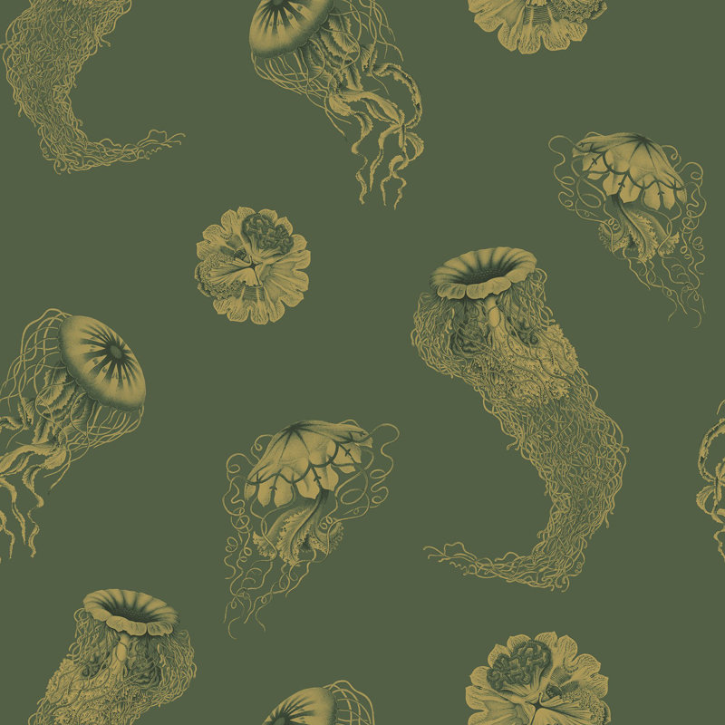 Medusa, Algae