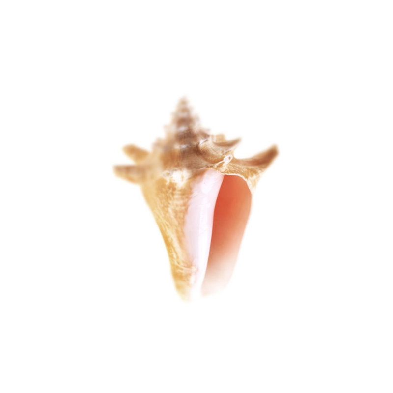 Sea Shell In White V Print by Sofia Fox, Glass Coat, 40" H x 30" W x 1.5" D
