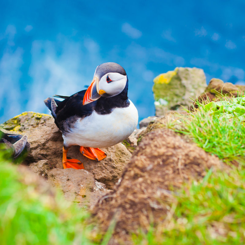 Jerlene Atlantic Puffin by Tsuguliev - Wrapped Canvas Print, 122cm H x 122cm W x 3.8cm D