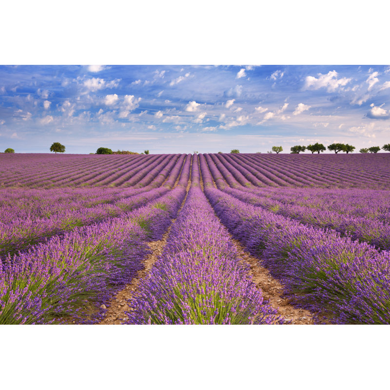 Adrina Blooming Fields Of Lavender - Wrapped Canvas Print, 20cm H x 30cm W x 3.8cm D