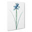 Spanish Blue Iris Flowers by Pierre-Joseph Redoute - Wrapped Canvas-55318964