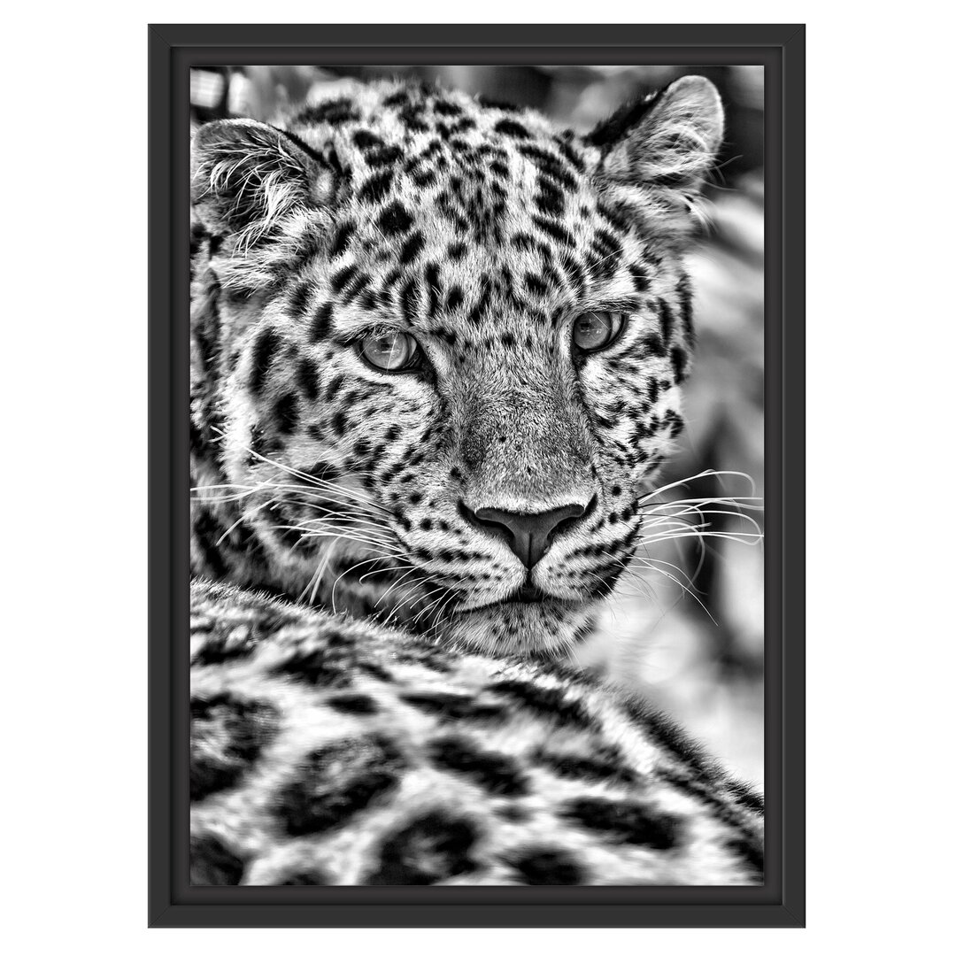 Gerahmtes Wandbild aufmerksamer LeopardSchatten