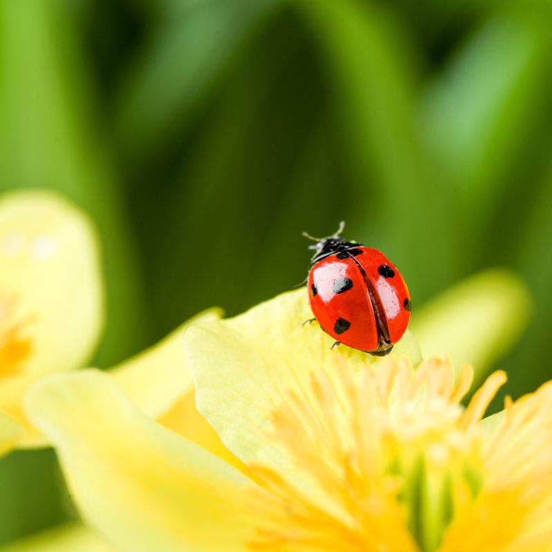 Shetland Ladybug - Wrapped Canvas Print, 122cm H x 122cm W x 3.8cm D