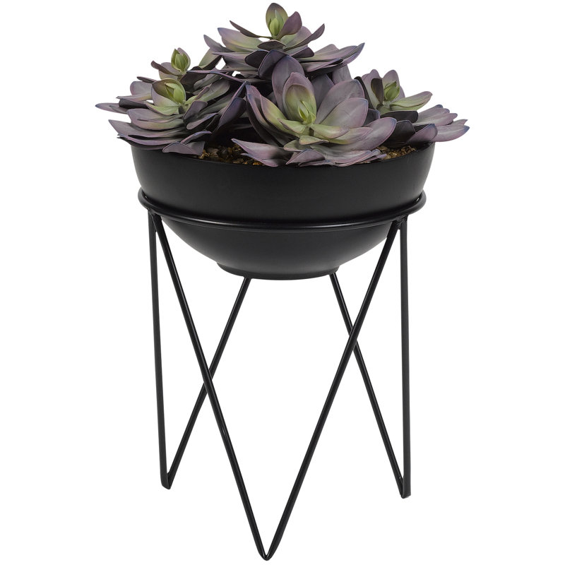 Succulent echeveria dans un bol en résine