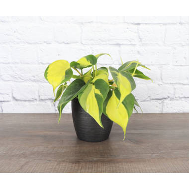 Live Brazil Philodendron Plant in Classic Pot