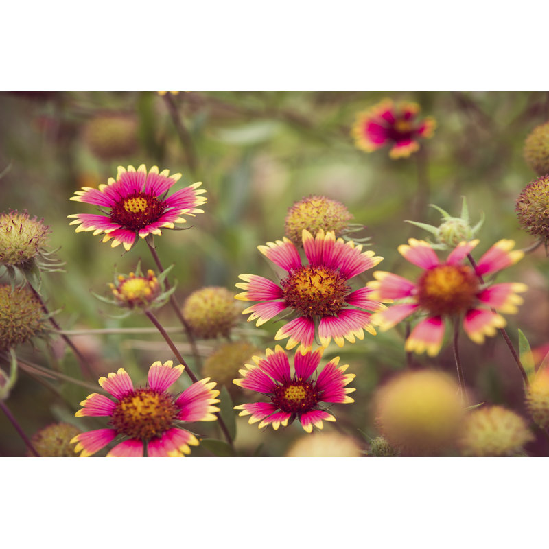 Wild Blooms II by Sonja Quintero - Wrapped Canvas Art Prints, 30cm H x 46cm W x 3.8cm D