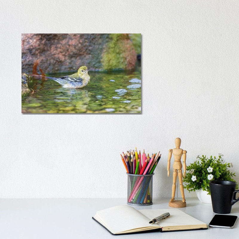 Bay-breasted Warbler (Setophaga Castanea) Taking A Bath, Marion County, Illinois by Richard & Susan Day - Gallery-Wrapped Canvas Giclée on Canvas