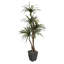 72'' Faux Dracaena Tree in Metal Planter