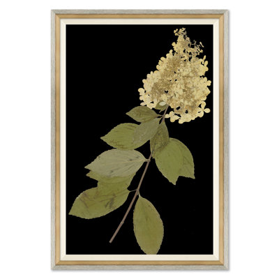 «Herbier Solarized avec fond sombre»