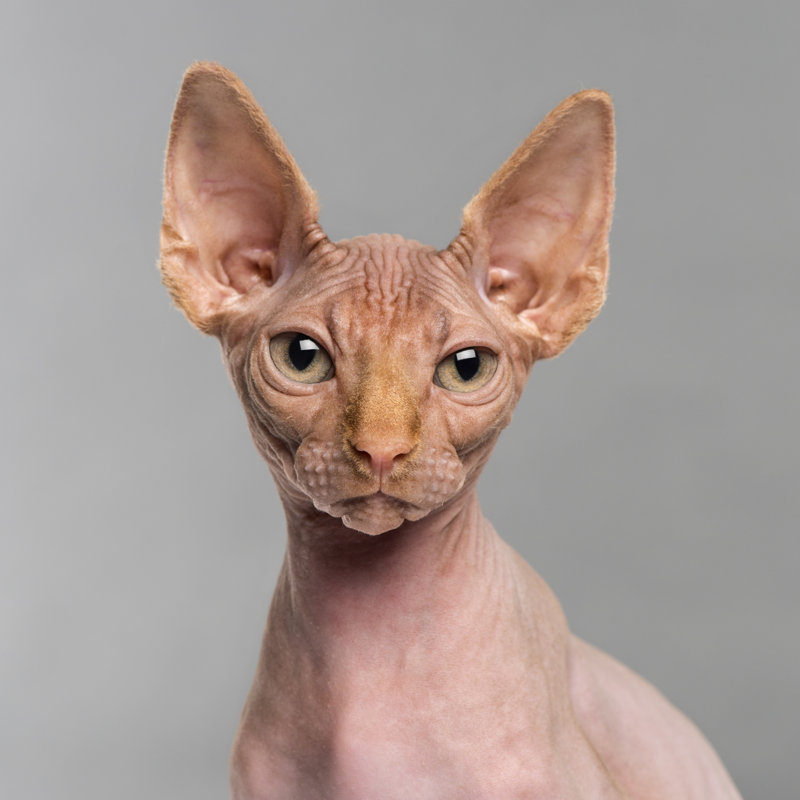 Sphynx - Wrapped Canvas Print, 122cm H x 122cm W x 3.8cm D