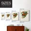 Impression encadrée Elegant Trogons VIII - bois massif-1428953270-1428953277