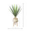Yucca en pot de fleurs en céramique
