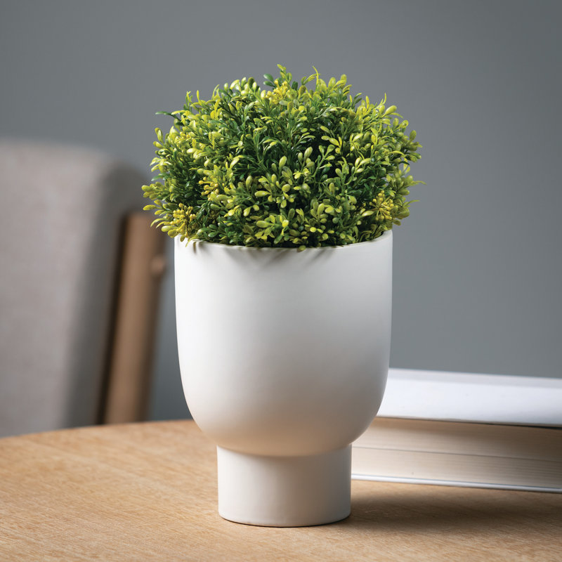 Plante à feuillage de feuilles de thé Everlyn en pot