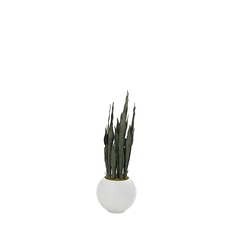 Langue de belle-mÃ¨re dans un pot rond, White