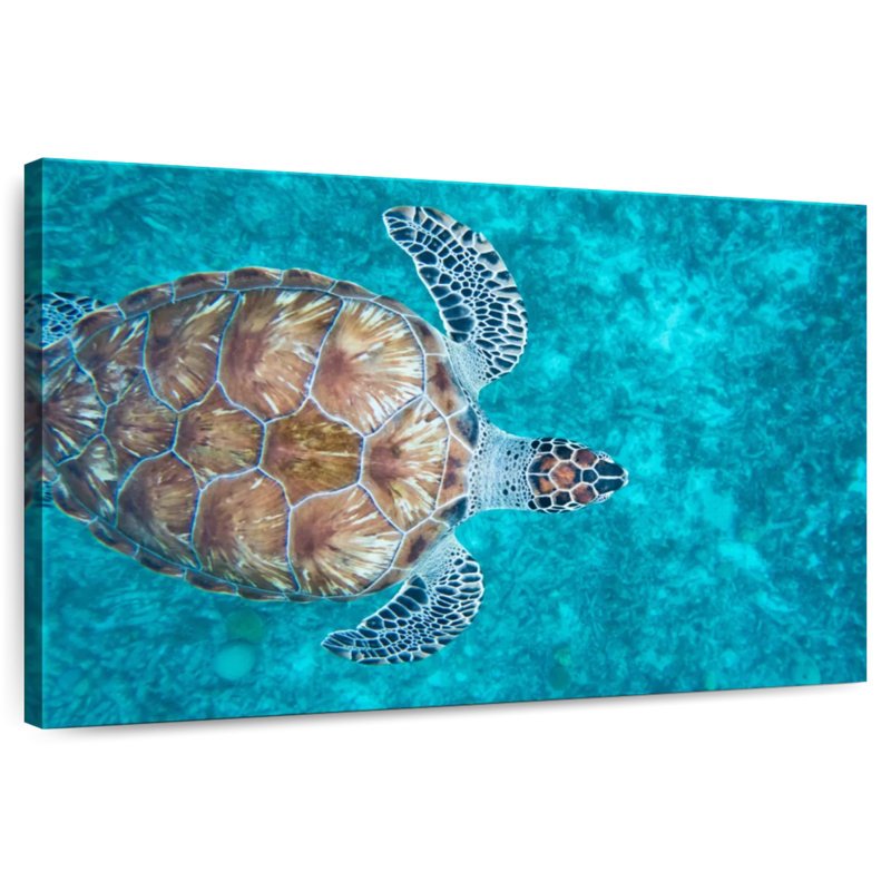 Swimming Hawksbill Sea Turtle, 34" H x 51" W