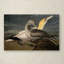 "gannets" par john james audubon, reproduction d’art sur toile tendue-11826620