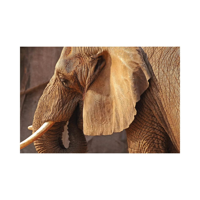 African Elephant 1 Piece Wrapped Canvas Wall Art, 30.48cm H x 45.72cm W x 1.91cm D