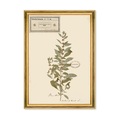 HERBARIUM ALPINIUM VIII