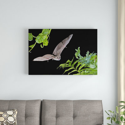 " Egyptian Fruit Bat Flying "