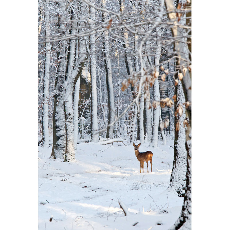 Deer in snow covered forest 171575513, 76cm H x 51cm W