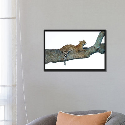 Léopard, parc national du Serengeti, Tanzanie par Panoramic Images - reproduction d'art sur toile tendue