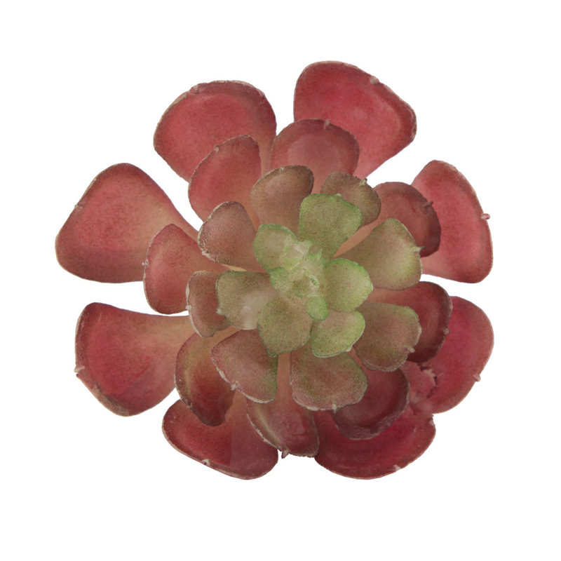 Petite plante pour succulent de bureau echeveria, Mauve