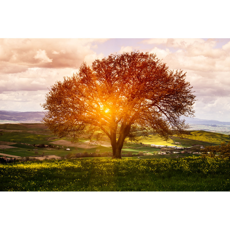 Spring Sunrise by Deimagine - Wrapped Canvas Print, 20cm H x 30cm W