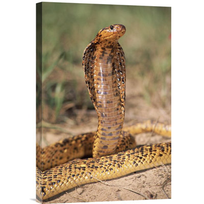 " Cape Cobra Speckled Morph "