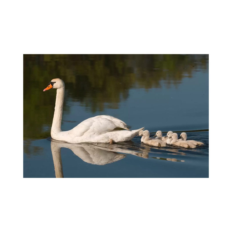 Mute Swan With Cygnets, Kensington Metropark, Milford, Michigan by Steve Gettle - Wrapped Canvas Print