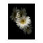 «White Gerbera Daisy» par Dosta, impression sur toile tendue-29224853