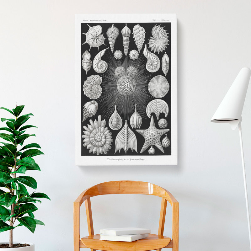 Seashells Thalamophora Vol.2 by Ernst Haeckel - Wrapped Canvas, 60cm H x 40cm W x 3cm D