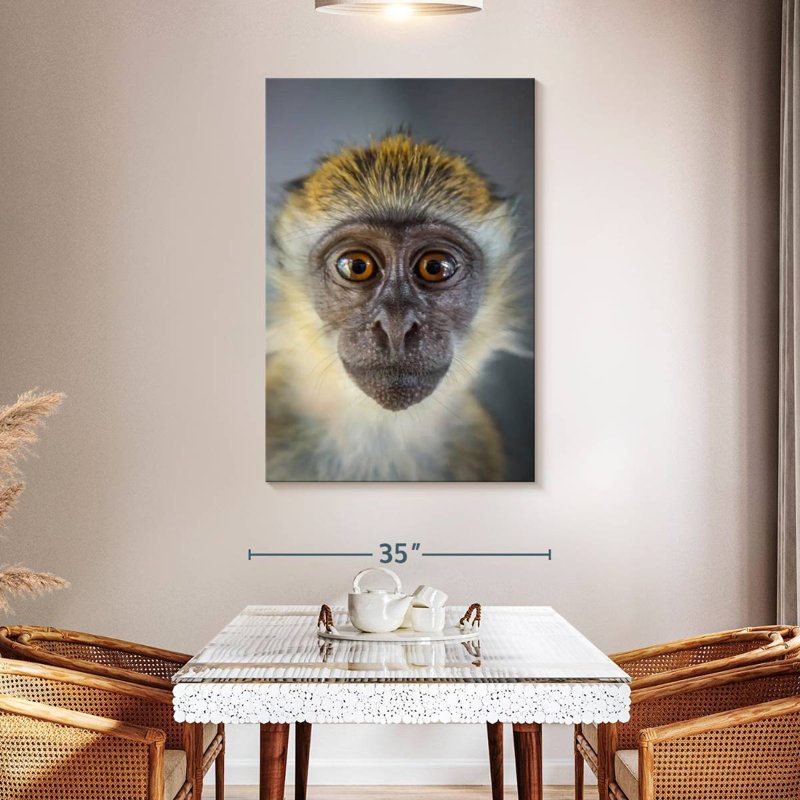Singe Brampt Vervet, H 48 po x l 32 po
