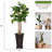 Panama 80'' Faux Palm Tree in Fiberstone Vase