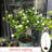 Live Jasmine Tree Sapling, Fragrant Blooming Flower Plant