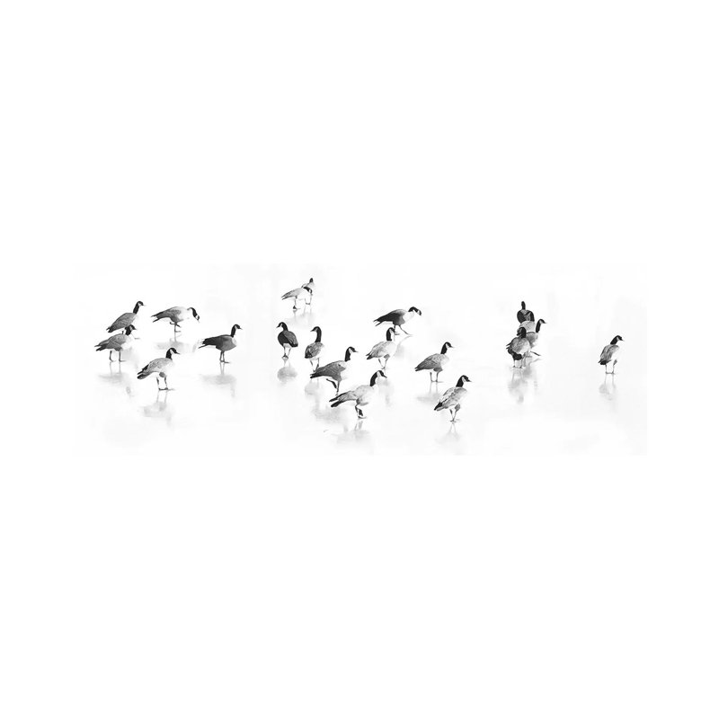 Flock Of Canada Geese by Lu Anne Tyrrell - Wrapped Canvas Panoramic Print, 30.48 cm H x 91.44 cm W x 1.91 cm D