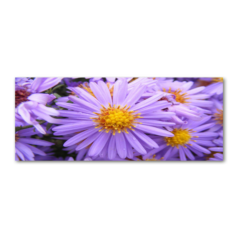 Astra - Wrapped Canvas Print