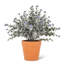 Arrangement en pot
