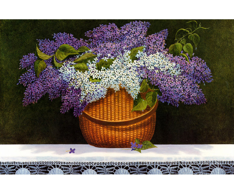 Lilas de Nantucket ISI-red017x, H 12 po x l 18 po