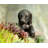 Dachshund Sausage Dog Pot Buddy Pot Hanger In Gift Box