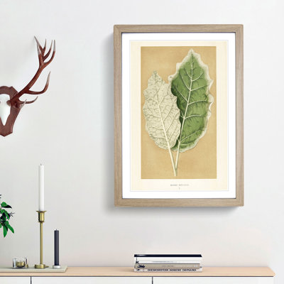 Nightshade Leaves by Benjamin Fawcett - Picture Frame Painting Print