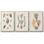 Knorr Shells & Coral IV-91887225-91887228