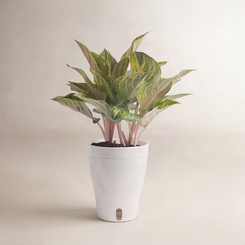 Aglaonema Plant in Planter