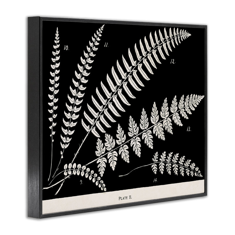 Étude de fougères sur giclée encadrée noire, conception par Phillipa Katz, H 11 po x l 14 po, Giclée encadrée noir minuit